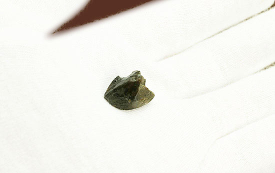 先端が見事保存された、三角形フォルムを有するトリケラトプス歯化石(Triceratops horridus)(その5)