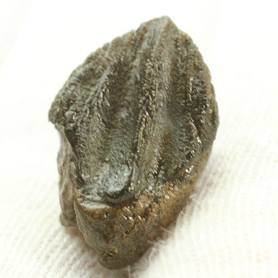 先端が見事保存された、三角形フォルムを有するトリケラトプス歯化石(Triceratops horridus)(その7)