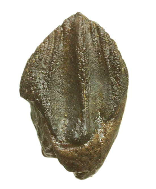 先端が見事保存された、三角形フォルムを有するトリケラトプス歯化石(Triceratops horridus)(その8)