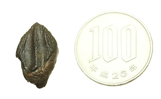 先端が見事保存された、三角形フォルムを有するトリケラトプス歯化石(Triceratops horridus)(その9)