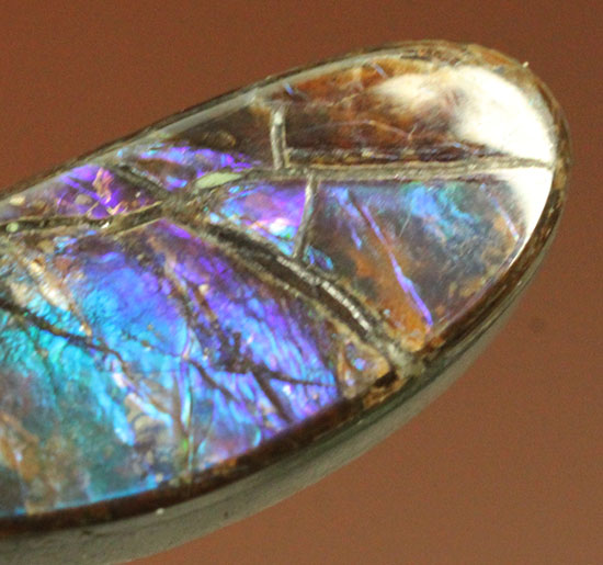 青、緑、紫・・・刻々と変化する色を楽しめる、しずく型のカナダアルバータ州産アンモライト(Ammolite)（その5）