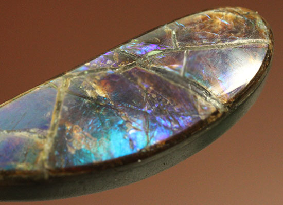青、緑、紫・・・刻々と変化する色を楽しめる、しずく型のカナダアルバータ州産アンモライト(Ammolite)（その6）