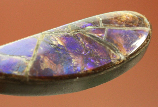 青、緑、紫・・・刻々と変化する色を楽しめる、しずく型のカナダアルバータ州産アンモライト(Ammolite)（その7）
