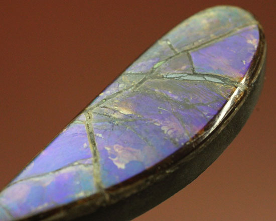 青、緑、紫・・・刻々と変化する色を楽しめる、しずく型のカナダアルバータ州産アンモライト(Ammolite)（その8）