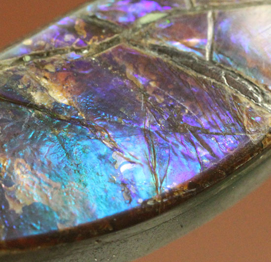 青、緑、紫・・・刻々と変化する色を楽しめる、しずく型のカナダアルバータ州産アンモライト(Ammolite)（その9）
