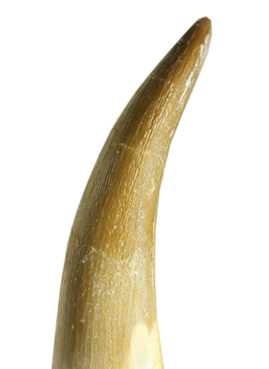 反り返る鋭い凶暴歯！首長竜プレシオサウルスの歯化石（その6）