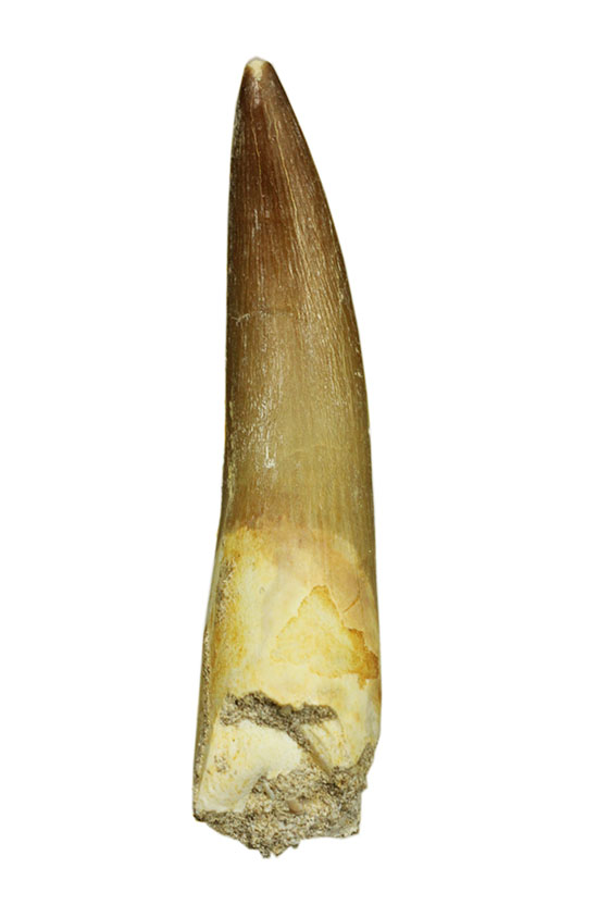 反り返る鋭い凶暴歯！首長竜プレシオサウルスの歯化石
