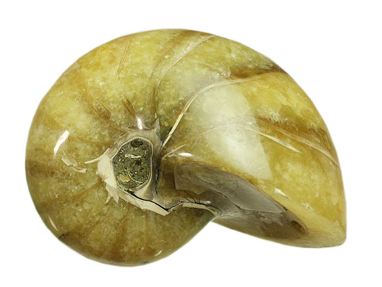 連結細管クッキリ!珍しい色合い、クリーム色が柔らかな印象のオウムガイ化石(Nautilus)(その2)