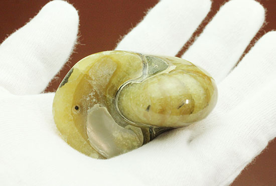 連結細管クッキリ!珍しい色合い、クリーム色が柔らかな印象のオウムガイ化石(Nautilus)(その3)