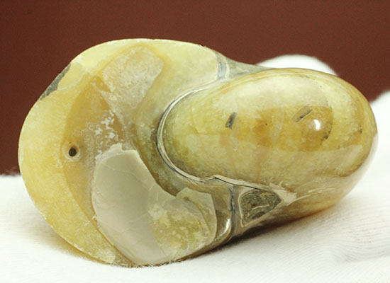 連結細管クッキリ！珍しい色合い、クリーム色が柔らかな印象のオウムガイ化石(Nautilus)（その4）
