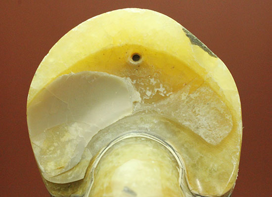 連結細管クッキリ!珍しい色合い、クリーム色が柔らかな印象のオウムガイ化石(Nautilus)(その6)