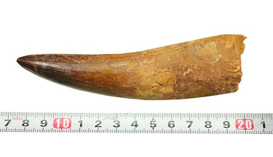 宝物にして頂きたい！ロングカーブ計測13cmオーバー、97gのメガサイズを誇るスピノサウルスの巨大歯化石。美しいフォルムにもご注目ください。（その19）