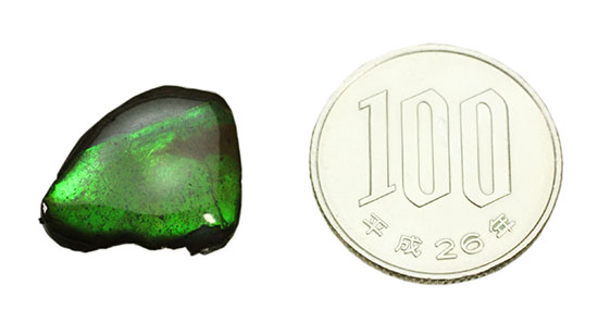 濃い緑色！カナダアルバータ州産アンモライト(Ammolite)（その10）