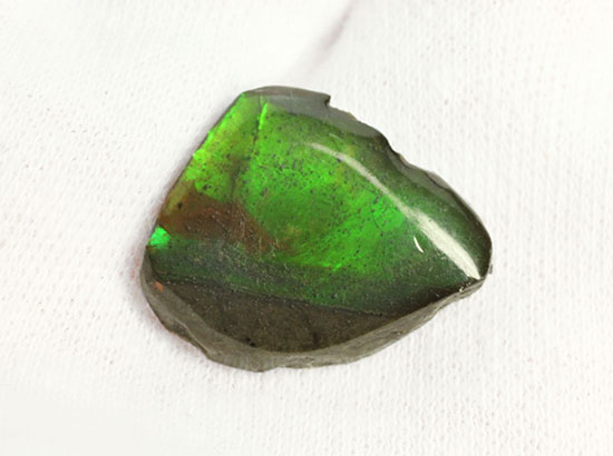 濃い緑色！カナダアルバータ州産アンモライト(Ammolite)（その8）