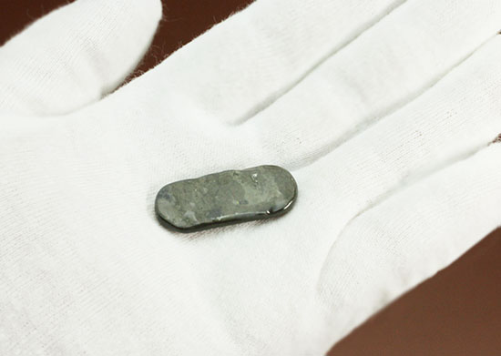 丸みを帯びた青色アンモライト、白亜紀カナダアルバータ州産(Ammolite)（その6）