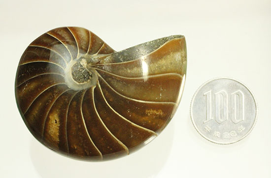 美しい光沢と「らしい」フォルム。上質なオウムガイの化石。（その12）