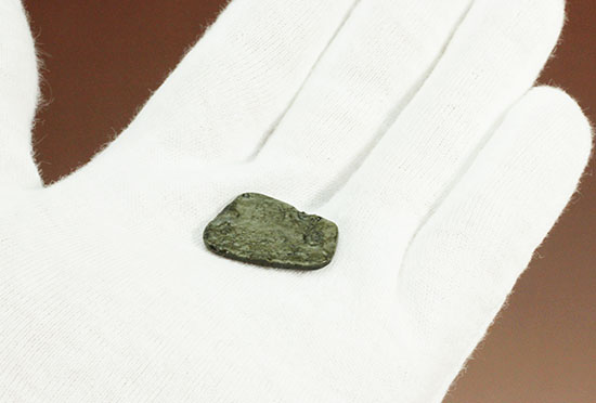 上品な紫色!カナダアルバータ州産アンモライト(Ammolite)(その6)