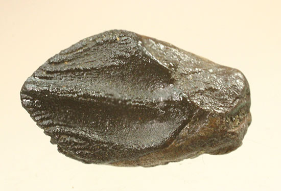 ナイスフォルム！歯冠のトップが見事に保存された、トリケラトプスの歯化石(Triceratops horridus)（その11）