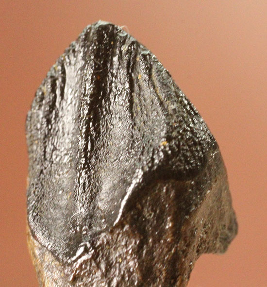 ナイスフォルム！歯冠のトップが見事に保存された、トリケラトプスの歯化石(Triceratops horridus)（その12）
