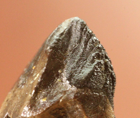 ナイスフォルム！歯冠のトップが見事に保存された、トリケラトプスの歯化石(Triceratops horridus)（その13）