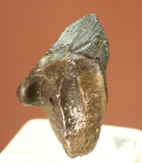 ナイスフォルム！歯冠のトップが見事に保存された、トリケラトプスの歯化石(Triceratops horridus)（その3）