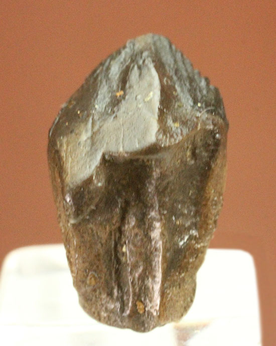 ナイスフォルム！歯冠のトップが見事に保存された、トリケラトプスの歯化石(Triceratops horridus)（その4）