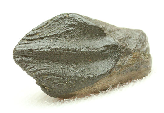 ナイスフォルム！歯冠のトップが見事に保存された、トリケラトプスの歯化石(Triceratops horridus)（その8）