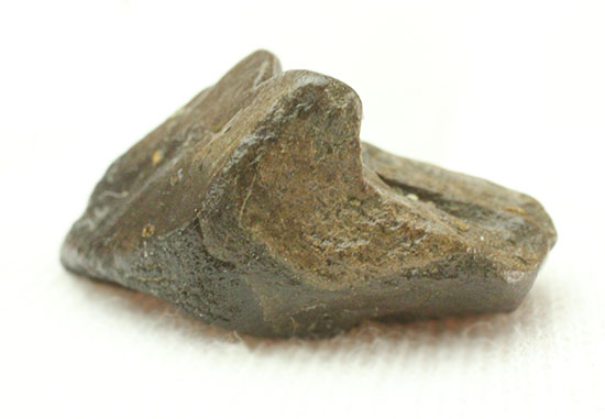 ナイスフォルム！歯冠のトップが見事に保存された、トリケラトプスの歯化石(Triceratops horridus)（その9）