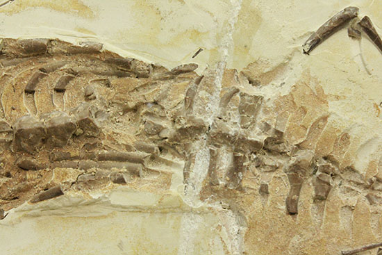 個人コレクションの最高峰の一つ、メソサウルスの良質標本。（その12）