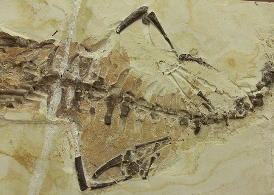 個人コレクションの最高峰の一つ、メソサウルスの良質標本。（その13）
