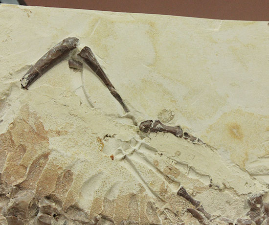 個人コレクションの最高峰の一つ、メソサウルスの良質標本。（その14）