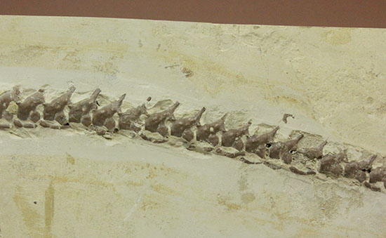 個人コレクションの最高峰の一つ、メソサウルスの良質標本。（その16）
