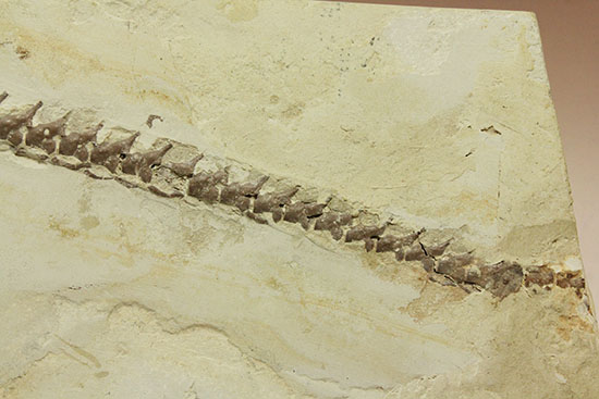 個人コレクションの最高峰の一つ、メソサウルスの良質標本。（その17）