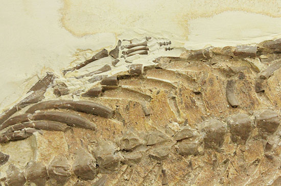 個人コレクションの最高峰の一つ、メソサウルスの良質標本。（その19）
