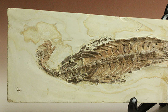 個人コレクションの最高峰の一つ、メソサウルスの良質標本。（その2）