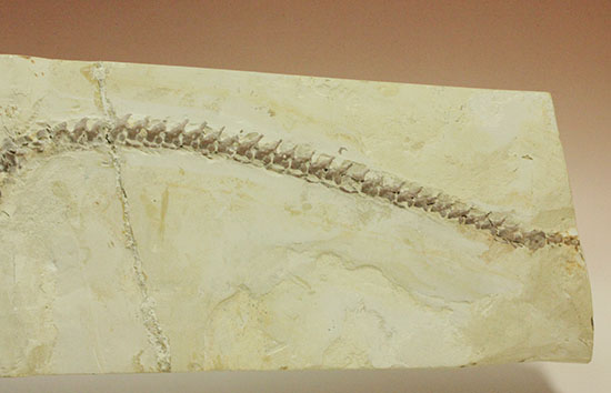 個人コレクションの最高峰の一つ、メソサウルスの良質標本。（その4）