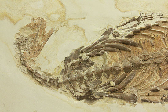 個人コレクションの最高峰の一つ、メソサウルスの良質標本。（その6）