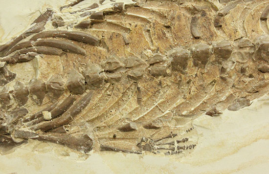 個人コレクションの最高峰の一つ、メソサウルスの良質標本。（その7）
