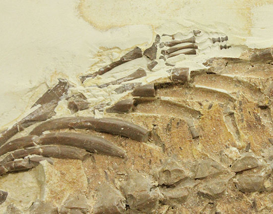 個人コレクションの最高峰の一つ、メソサウルスの良質標本。（その8）