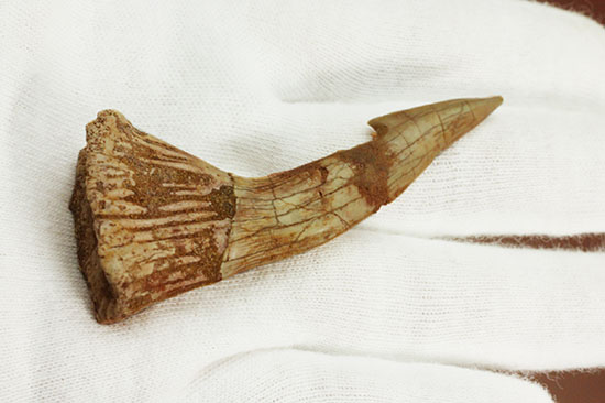 先端がとにかく鋭い！白亜紀に生きたノコギリエイ（Onchopristis）の歯化石（その8）
