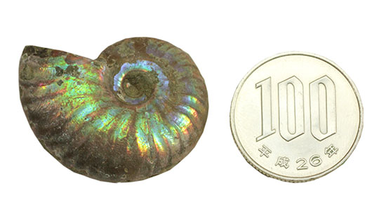 遊色するアンモナイト、輝き濃いタイプです！(Ammonite)（その11）