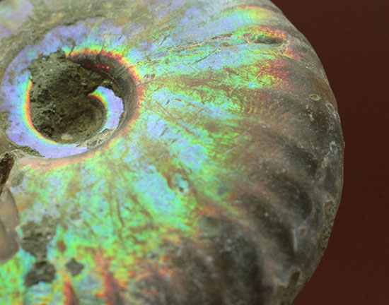 遊色するアンモナイト、輝き濃いタイプです！(Ammonite)（その6）