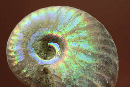 遊色するアンモナイト、輝き濃いタイプです！(Ammonite)（その7）