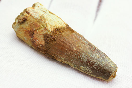 円錐突き刺し歯の典型！スピノサウルスの歯化石（その5）