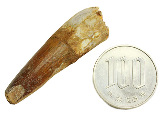 円錐突き刺し歯の典型！スピノサウルスの歯化石（その8）