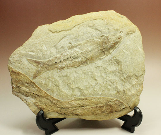 特筆すべき保存状態、ブラジル・サンタナ層産の魚化石のマルチ標本。（その1）