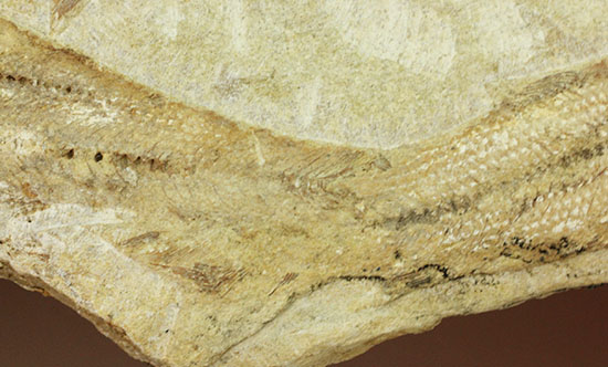 特筆すべき保存状態、ブラジル・サンタナ層産の魚化石のマルチ標本。（その10）