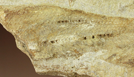 特筆すべき保存状態、ブラジル・サンタナ層産の魚化石のマルチ標本。（その11）