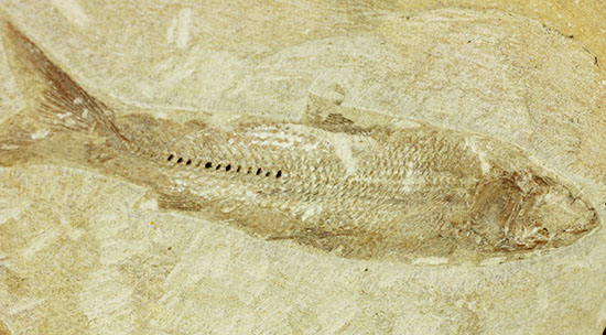 特筆すべき保存状態、ブラジル・サンタナ層産の魚化石のマルチ標本。(その12)