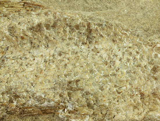 特筆すべき保存状態、ブラジル・サンタナ層産の魚化石のマルチ標本。（その13）